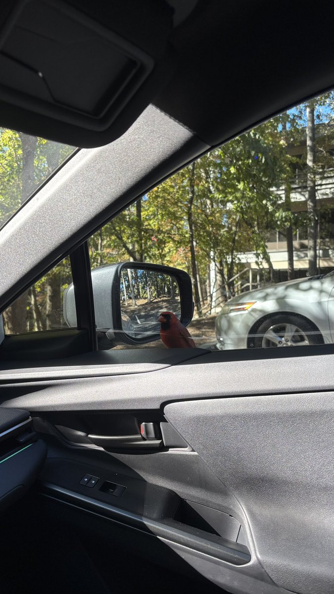 Weikuoge's tweet photo. 這鳥還真漂亮，停在車上一直看我😲 https://t.co/slBOq3uHOg