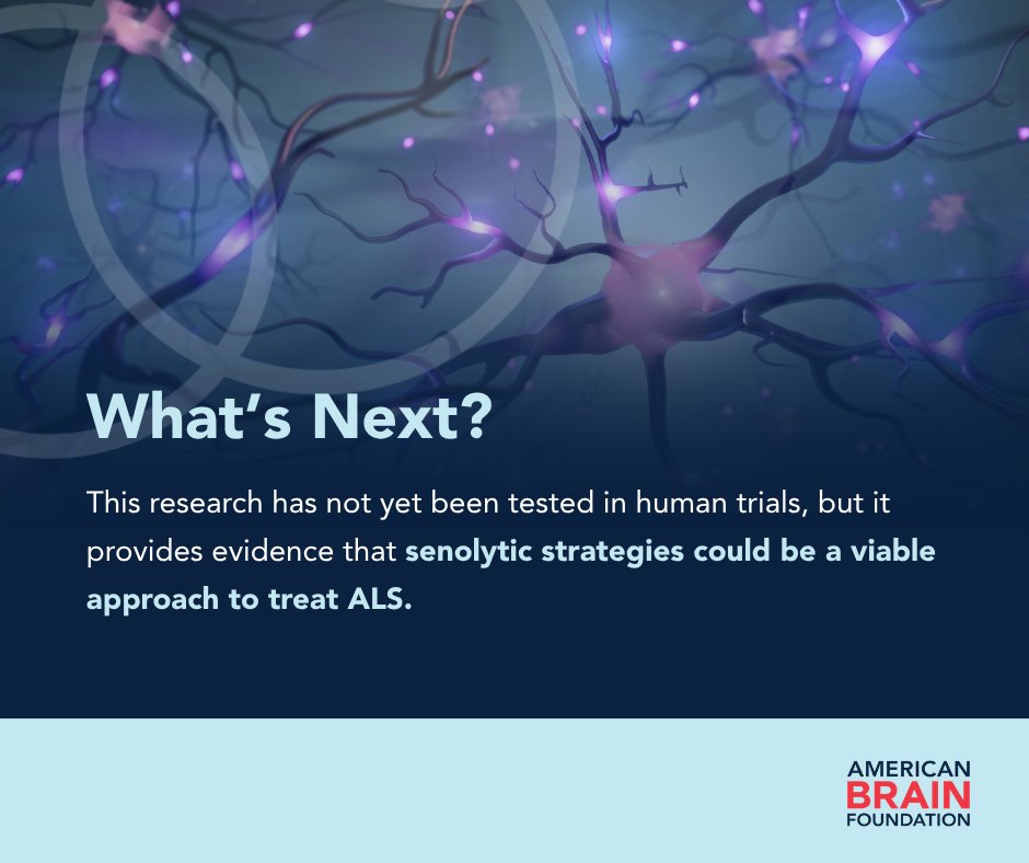 ABFbrain's tweet photo. 2025 Next Gen. Researcher Joe Viteri, PhD, at @Mizzou, has a new study on his work targeting senescent cells in #ALS. In mouse models, treatment with #senolytic drugs led to improved motor, neuromuscular, and cortical function. https://t.co/ASTJ6mBWed