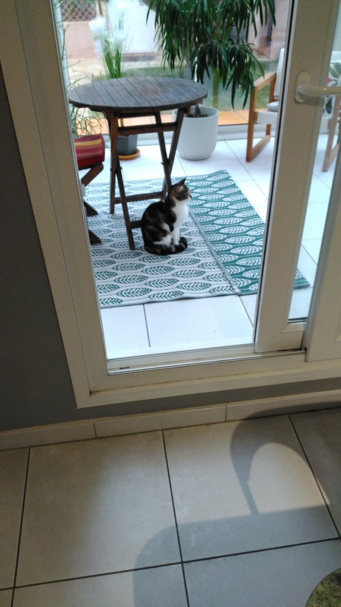 CuauStephane's tweet photo. @MICHELPOLNAREFF Ce petit chat errant, m'a choisi et je lui ai dit oui malgré sa maladie. Il vit avec moi maintenant. Merci d'œuvrer pour cette belle cause Michel. https://t.co/Fz8uRoht9b
