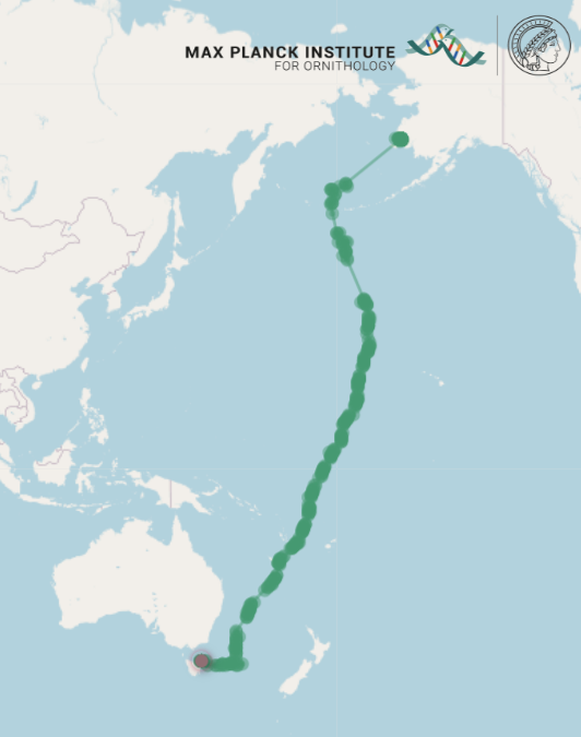 theiaincameron's tweet photo. A juvenile bar-tailed godwit named "B6" set the world record for the longest non-stop migration by an animal by flying WITHOUT STOPPING 13,560 km (8,425 mi) from Alaska to Tasmania, Australia.

The journey took 11 days, in which time the bird lost half its bodyweight. https://t.co/BbagVXDeeo