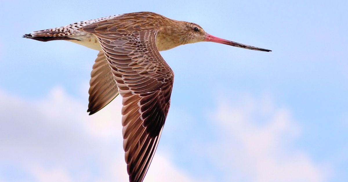 theiaincameron's tweet photo. A juvenile bar-tailed godwit named "B6" set the world record for the longest non-stop migration by an animal by flying WITHOUT STOPPING 13,560 km (8,425 mi) from Alaska to Tasmania, Australia.

The journey took 11 days, in which time the bird lost half its bodyweight. https://t.co/BbagVXDeeo