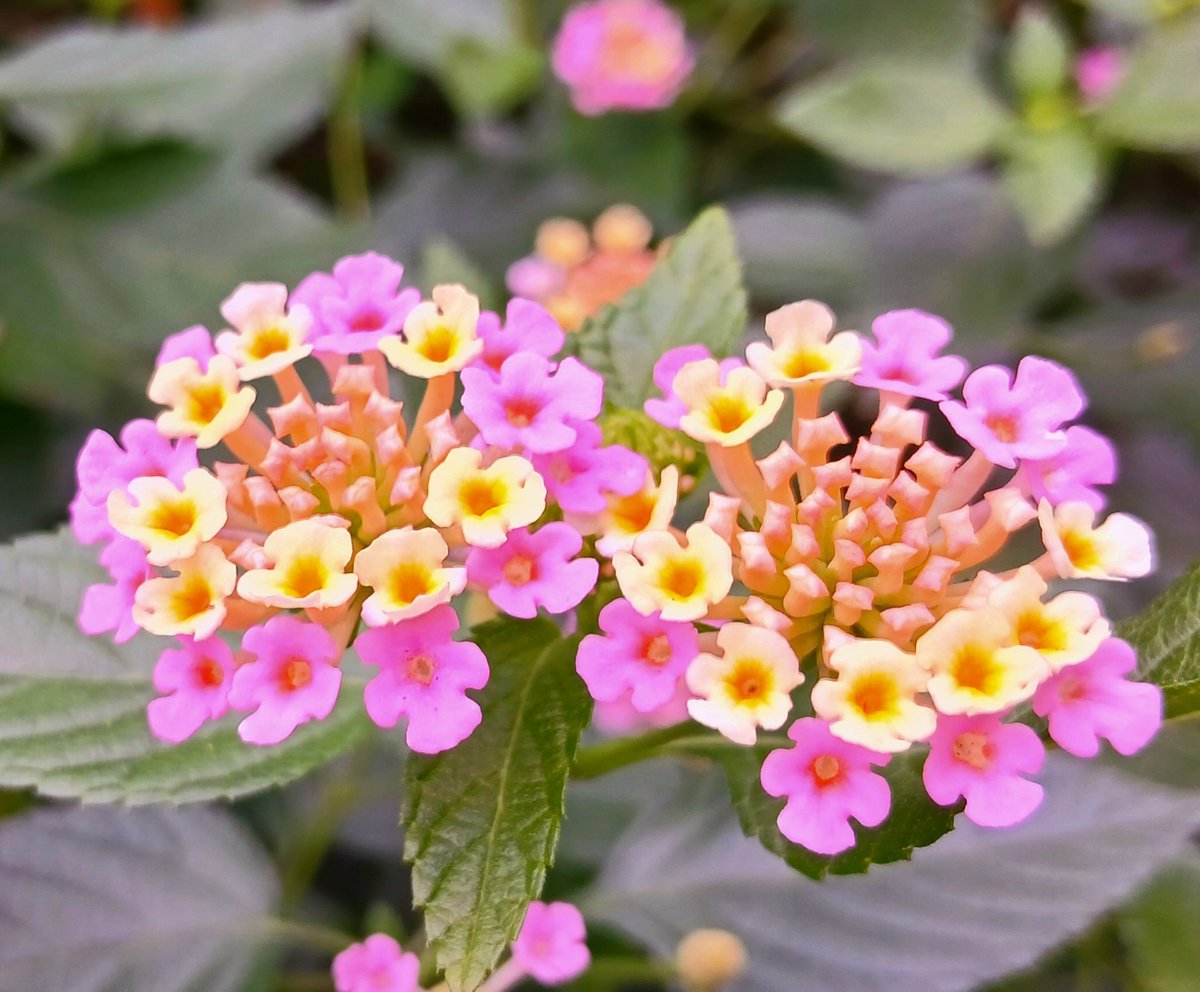 picoricorid's tweet photo. おはようございます( 'ᢦ' )

小さなお花が手毬のように
寄り添って可愛い花を
つけます🌸

素敵な火曜日を
   お過ごし下さい🍀︎✨

 #ランタナ https://t.co/gaPJTyf2LO