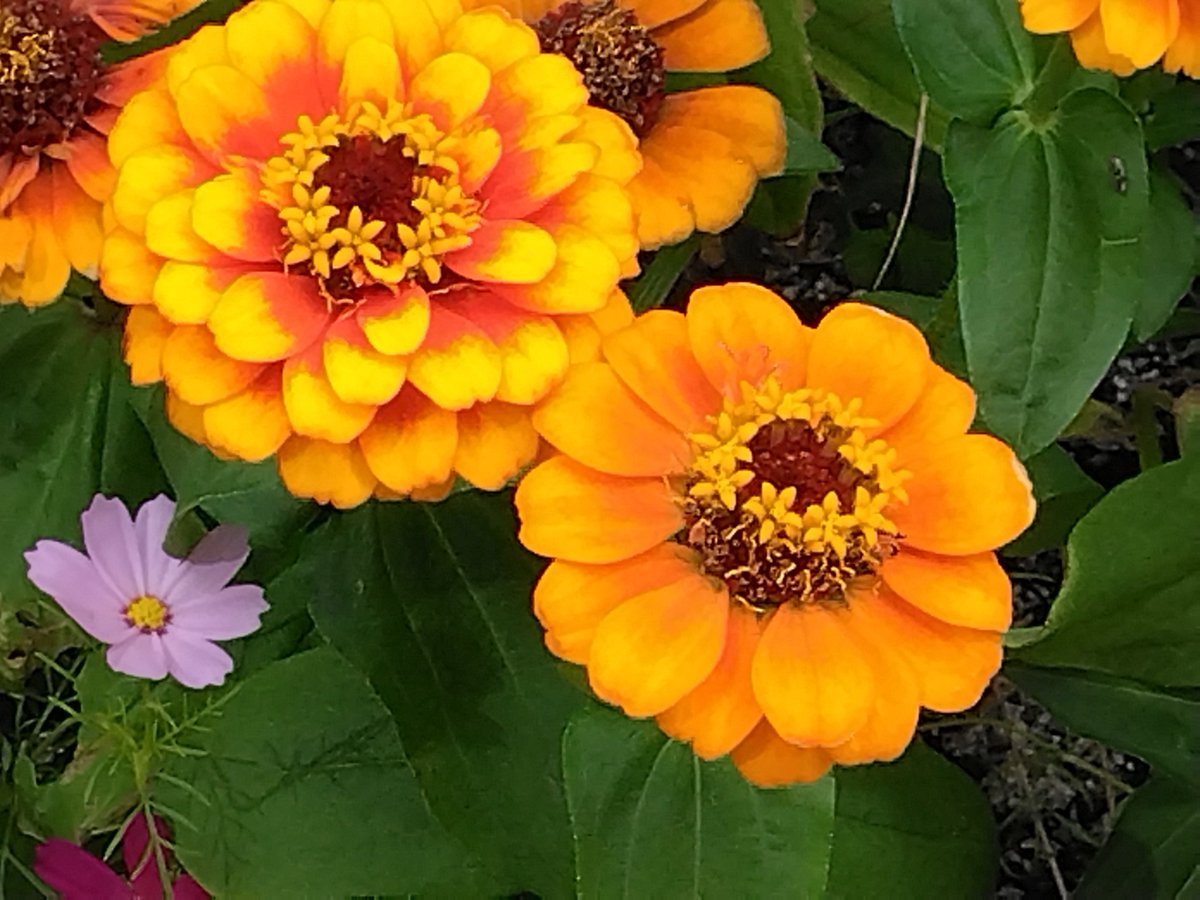 Z3vtAKGwXIMR3co's tweet photo. 𝕒𝕞5:4o  ’26. 10/20 ㈫

【 #百日草 】
🪻花ことば🌷

遠い友を思う、別れた友を思う、絆、変わらぬ愛、幸福、注意深さ、古き良き時代 など

初夏から秋まで長く、夏の暑さや乾燥に強く一重咲き・八重咲き・ダリアのような大輪咲きなど、咲き方も色もバリエーション豊富です😘

お早ようございます🐦‍⬛ https://t.co/t4PG4spEcP