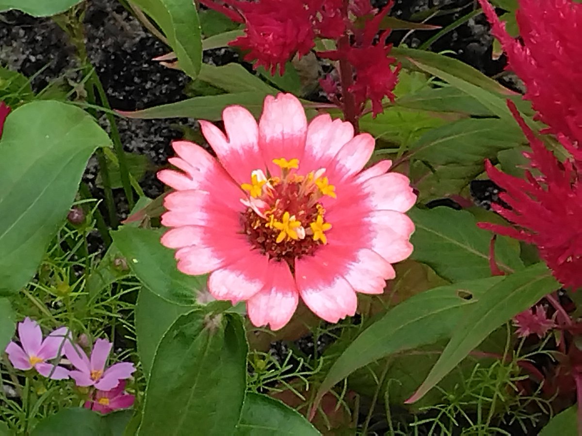 Z3vtAKGwXIMR3co's tweet photo. 𝕒𝕞5:4o  ’26. 10/20 ㈫

【 #百日草 】
🪻花ことば🌷

遠い友を思う、別れた友を思う、絆、変わらぬ愛、幸福、注意深さ、古き良き時代 など

初夏から秋まで長く、夏の暑さや乾燥に強く一重咲き・八重咲き・ダリアのような大輪咲きなど、咲き方も色もバリエーション豊富です😘

お早ようございます🐦‍⬛ https://t.co/t4PG4spEcP