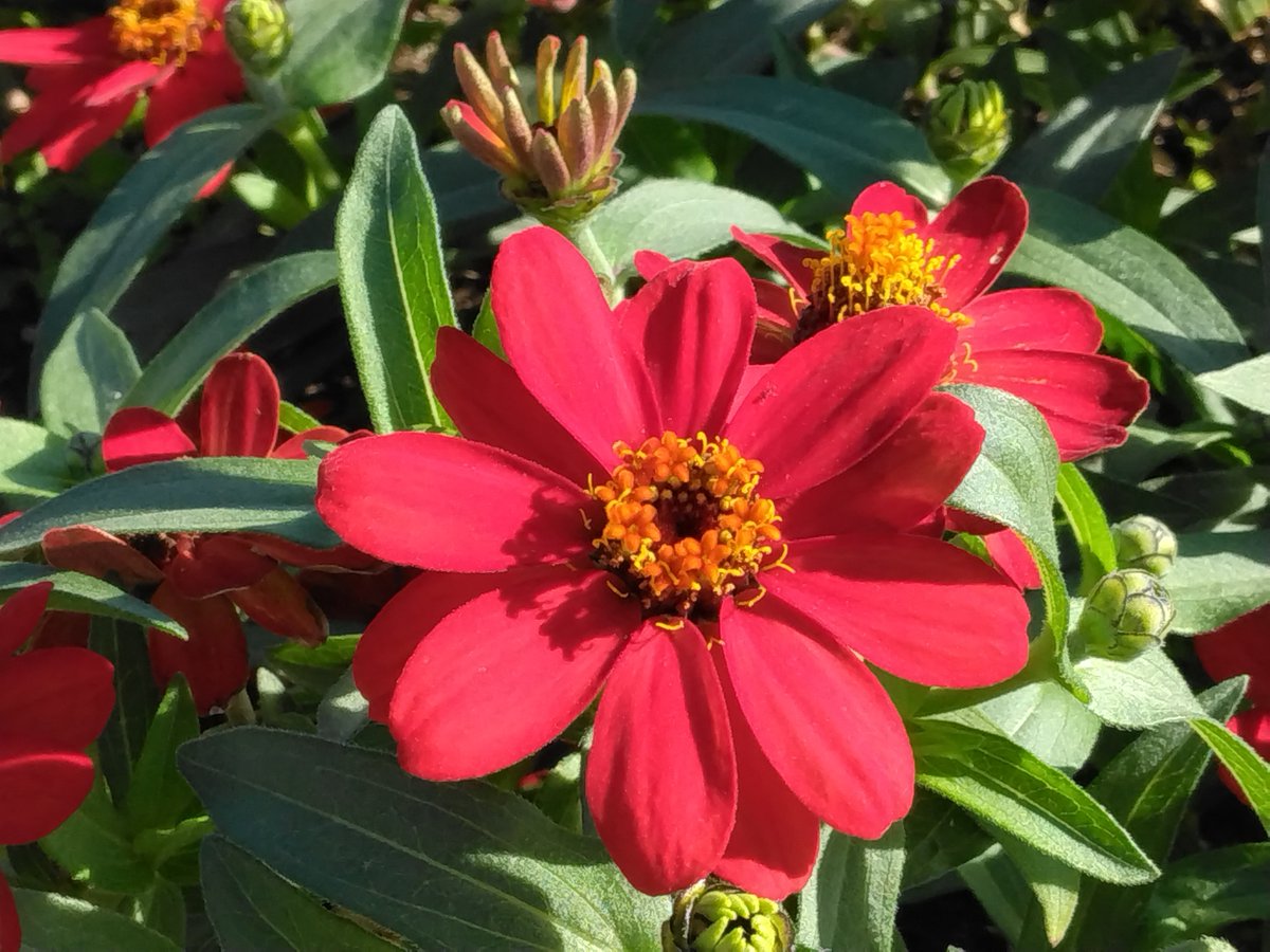 Z3vtAKGwXIMR3co's tweet photo. 𝕒𝕞5:4o  ’26. 10/20 ㈫

【 #百日草 】
🪻花ことば🌷

遠い友を思う、別れた友を思う、絆、変わらぬ愛、幸福、注意深さ、古き良き時代 など

初夏から秋まで長く、夏の暑さや乾燥に強く一重咲き・八重咲き・ダリアのような大輪咲きなど、咲き方も色もバリエーション豊富です😘

お早ようございます🐦‍⬛ https://t.co/t4PG4spEcP