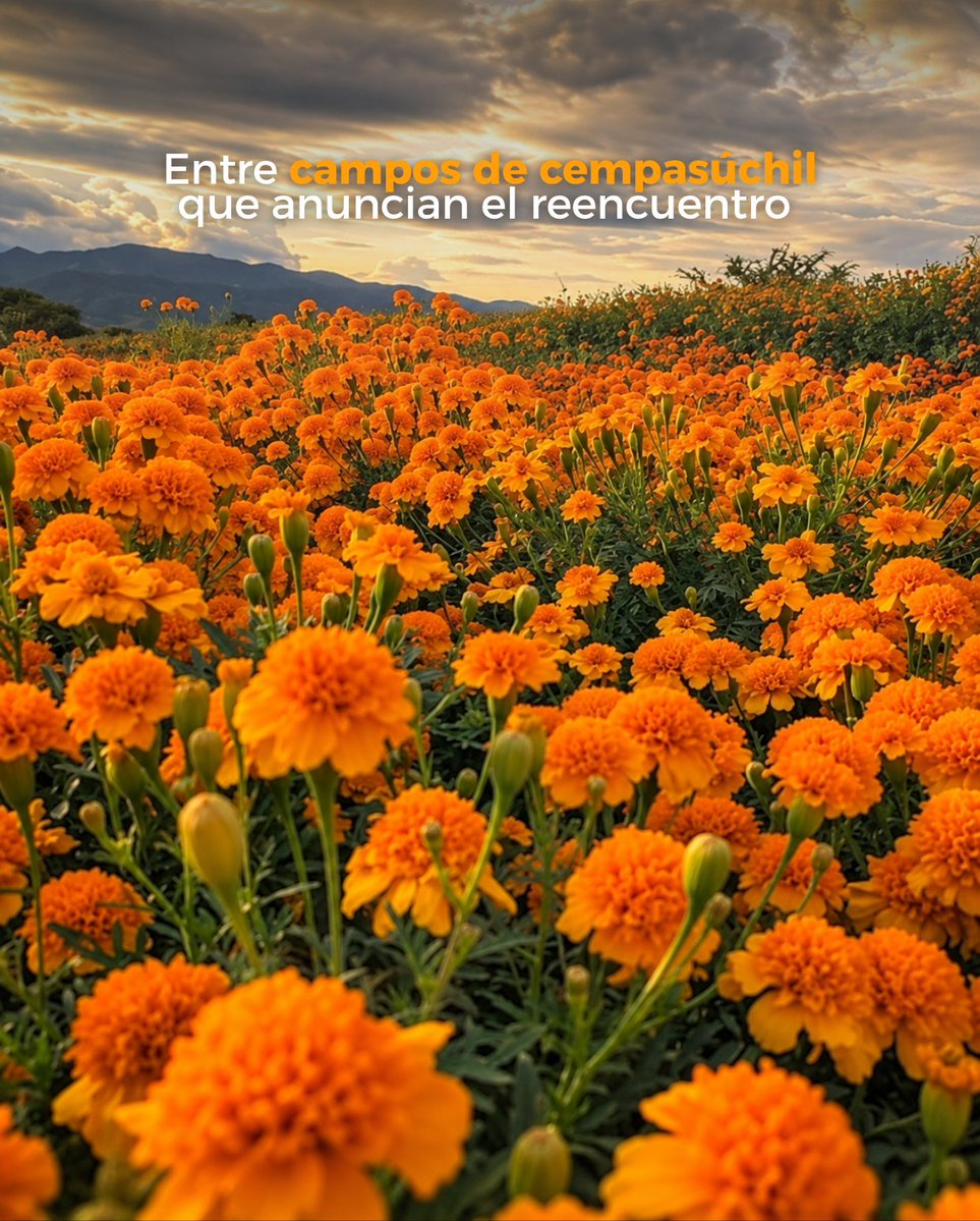 VisitMex's tweet photo. https://t.co/F1J7ywEW96