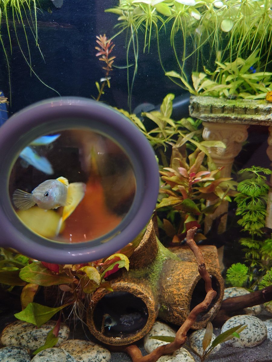 BloodyShellKen's tweet photo. Barry 4 is fuming with me because the fish friends I brought him have mistaken him for a female and are trying it on with him incessantly. See how he judges me 😂 https://t.co/ulOhSq2PWx