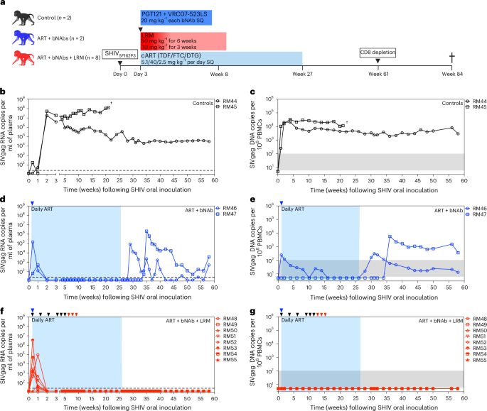LabWaggoner's tweet photo. Combination therapy with broadly neutralizing antibodies, antiretroviral therapy and CCR5 blockade limits viral reservoir seeding in infant macaque model of HIV @NatureMicrobiol @NLoganH @OHSUNews 
https://t.co/84mOWnc7b1 https://t.co/lcHn0daa3t