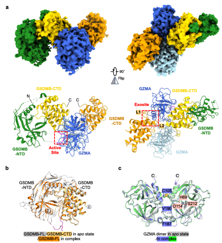 LabWaggoner's tweet photo. Dimeric granzyme-A mediates the specific recognition and cleavage of full-length GSDMB @NatureComms 
https://t.co/Jk3Yalc5e4 https://t.co/hHz5iN8RXa