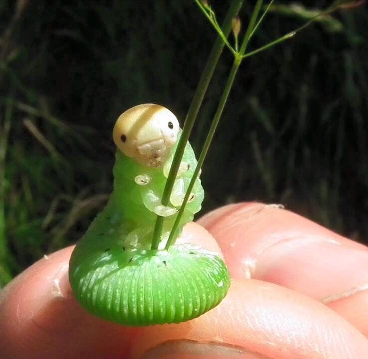 bugoclock's tweet photo. perfect celestial being. the sawfly larva.. i love u https://t.co/upjYTQ2xQK