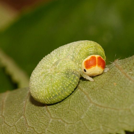bugoclock's tweet photo. perfect celestial being. the sawfly larva.. i love u https://t.co/upjYTQ2xQK
