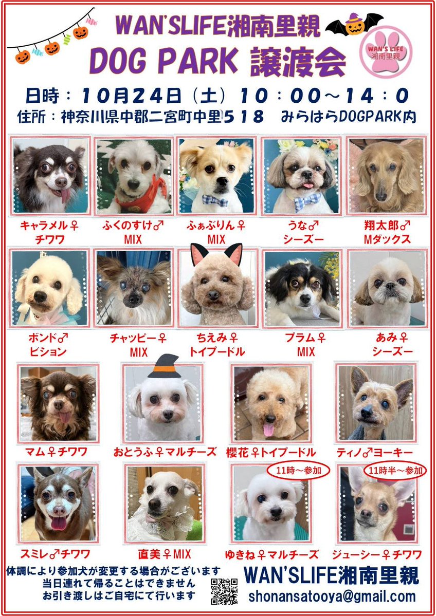 sygnuss_ataoka's tweet photo. 譲渡会のお知らせ📢
10月24日(土)10時〜14時
神奈川県二宮町中里にある、みらはらDOG PARK内のドッグランをお借りして譲渡会を開催します🐕️
ドッグランの中で保護犬とふれあうことが可能なので、譲渡会に興味のある方はぜひお越しください🙇
また、犬の整体体験も行っているのでわんちゃん連れでも大歓迎です✨
#保護犬　#譲渡会