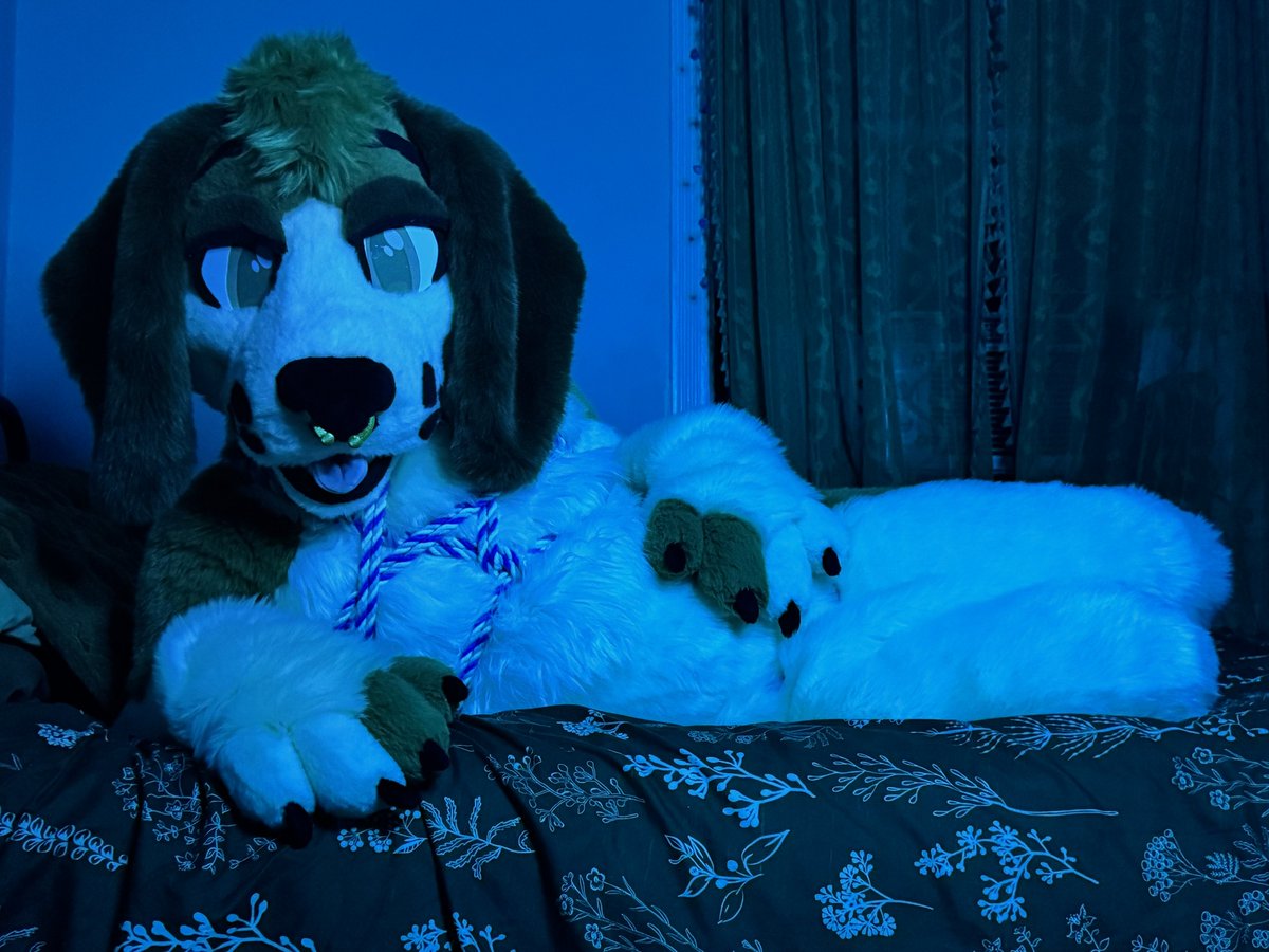 muttscaria's tweet photo. No dogs on the bed? Surely you can make an exception for me 🤭

🎨/📸: @phytofelis
🪢: @BedBoundBeyond https://t.co/Q2YaORIZUw