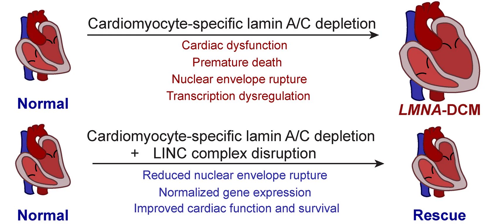 Lammerding Lab on X: 
