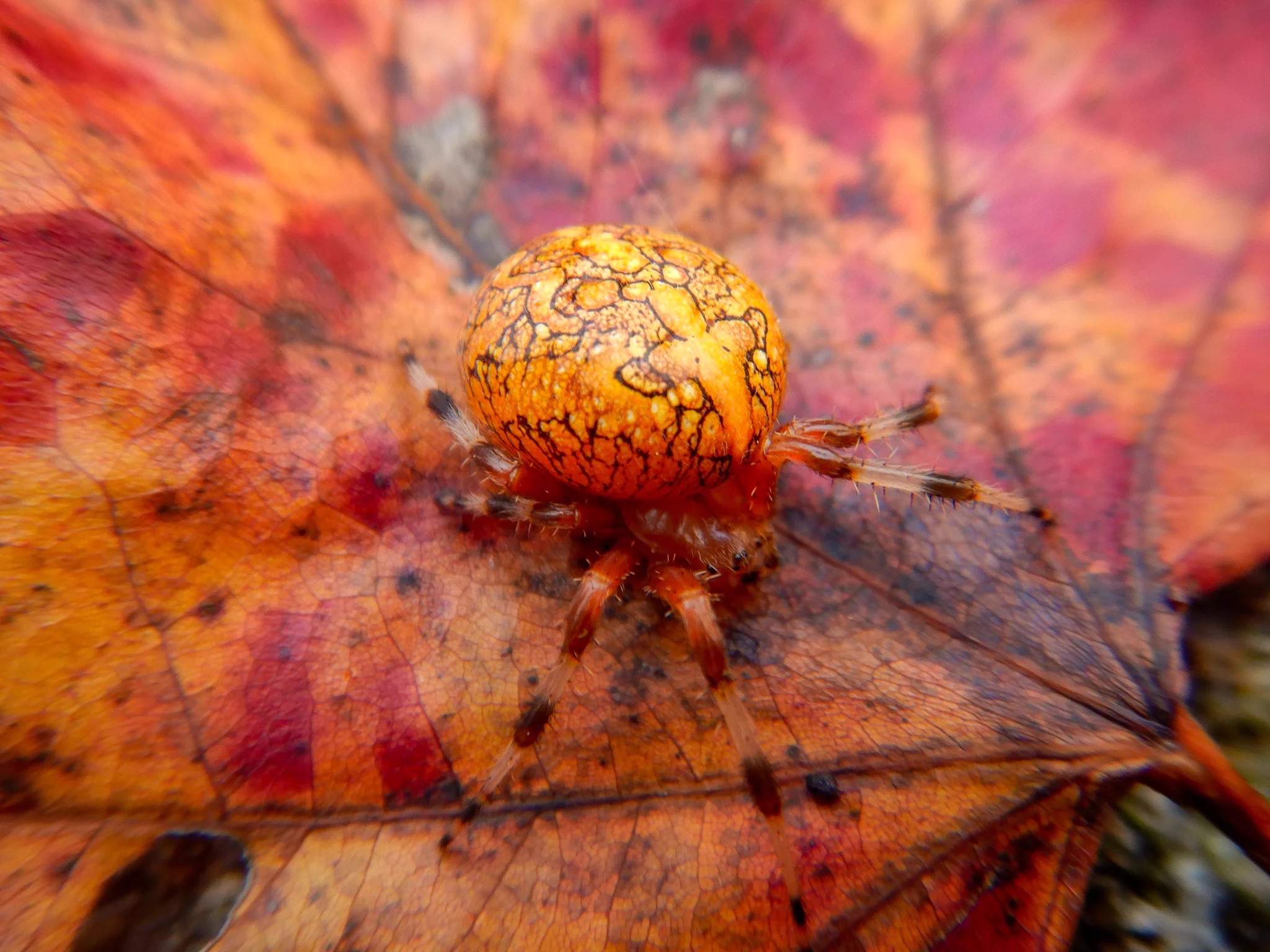 Close-up of a small orange spider with a cracked pattern on its round abdomen resting on a vibrant autumn leaf.