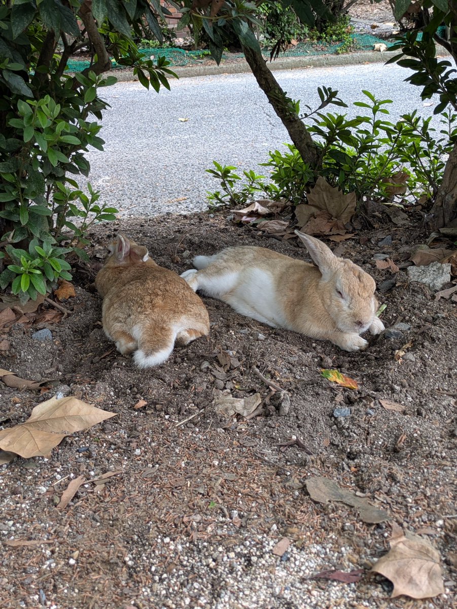 kuronyan0777's tweet photo. おはようございます🐰😺☀️
＃大久野島 https://t.co/oVEzMHcOfE