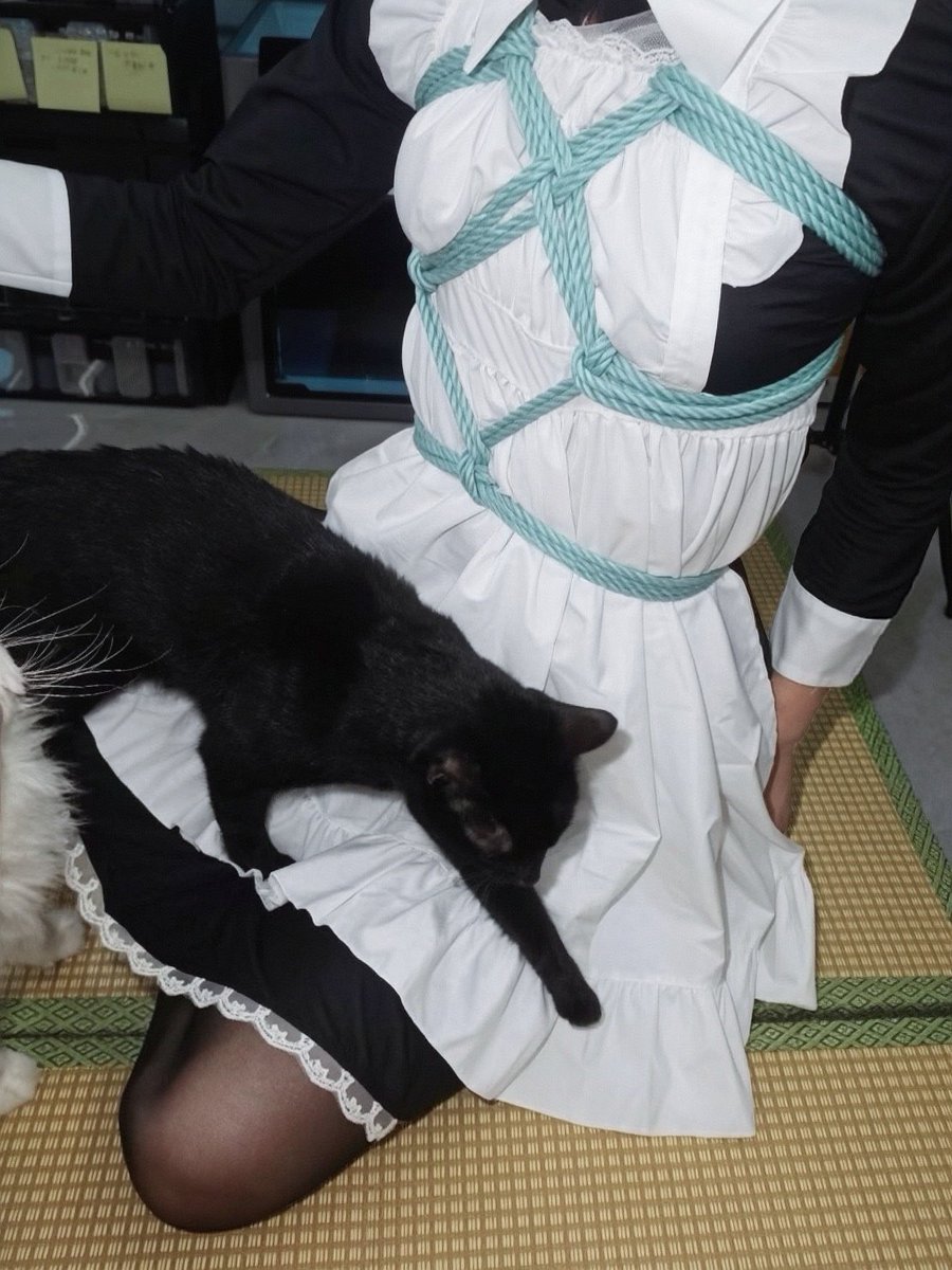 Bouya222211's tweet photo. 我只不过忘记喂猫了而已，不至于呀

黑猫: @梭哈
白猫: @奶糕
缚手: @AYTLong https://t.co/4nFiQQ5PCR
