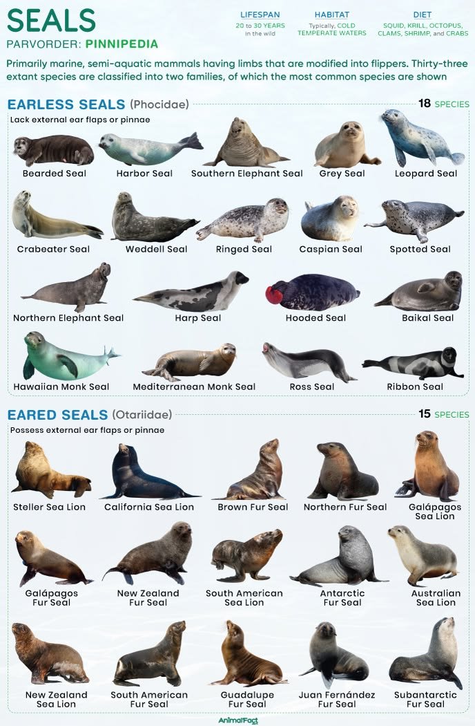whimsyoomf's tweet photo. know your seals!!! https://t.co/lhgn0DZZgs