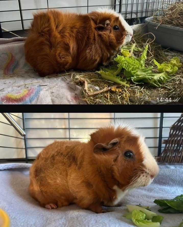 guineabug's tweet photo. what the wheek!!! I’m never going to that barber again!!!! 🤬🤬 https://t.co/QYfyPPJAAo