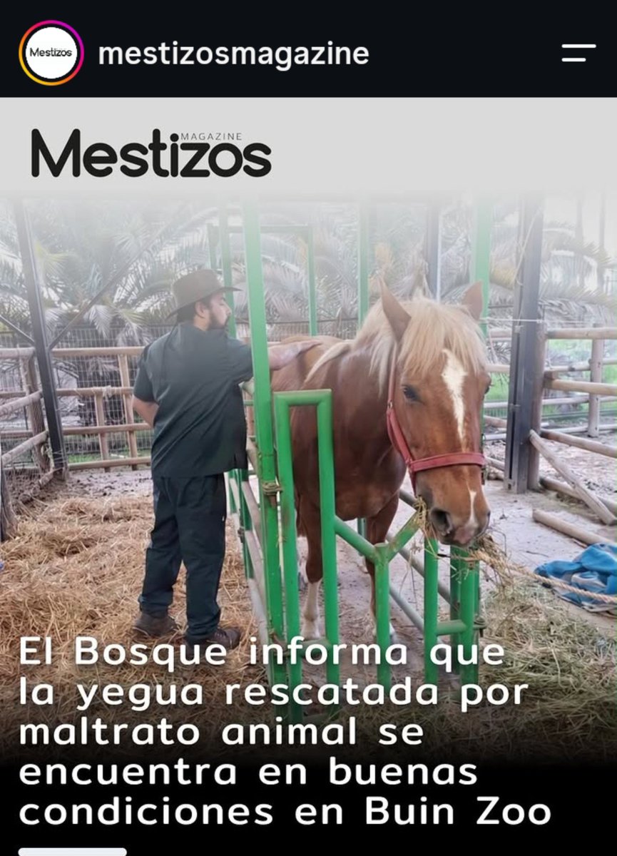 tobitagatita's tweet photo. Una buena noticia la yegua que estaba siendo maltratada  en El Bosque por dos energumenos  fue rescatada y está siendo cuidada en el Buin Zoo #ElBosque #MaltratoAnimal https://t.co/5BZtf9EMrw