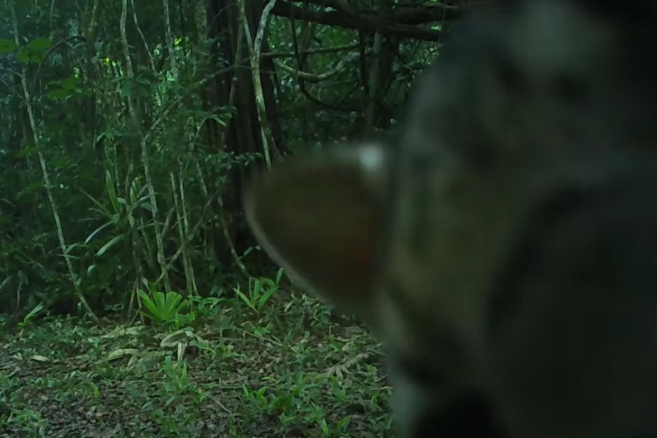 El ocelote curioso que "roba cámara" en la selva petenera