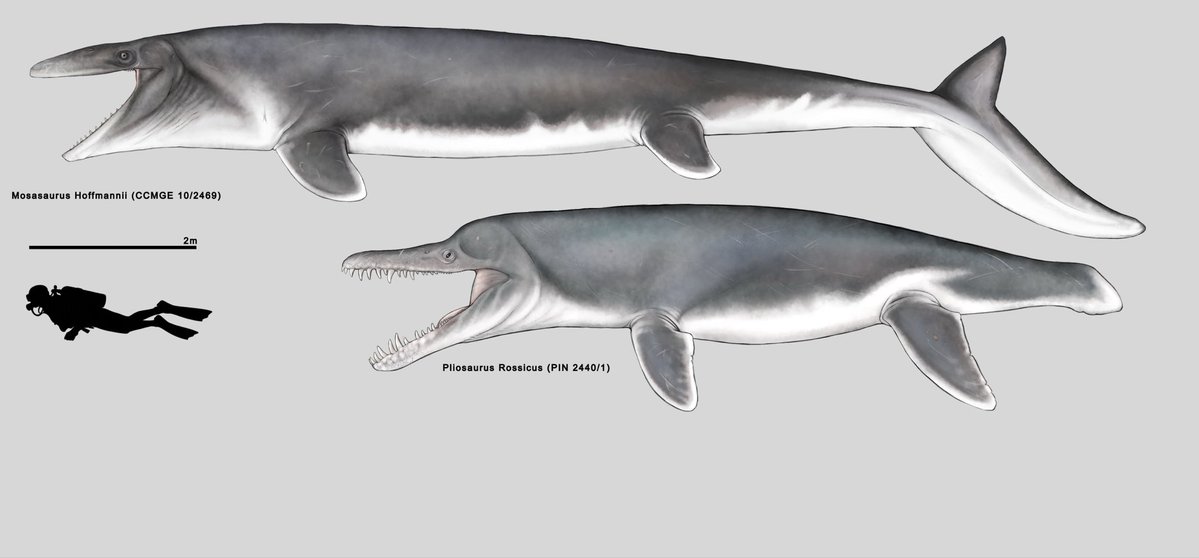 Sanek_Paleoloh's tweet photo. Mosasaurus hoffmannii and Pliosaurus rossicus paleoart #palaeontology #paleoart #illustration‌‌ https://t.co/NI7fkiCJPj