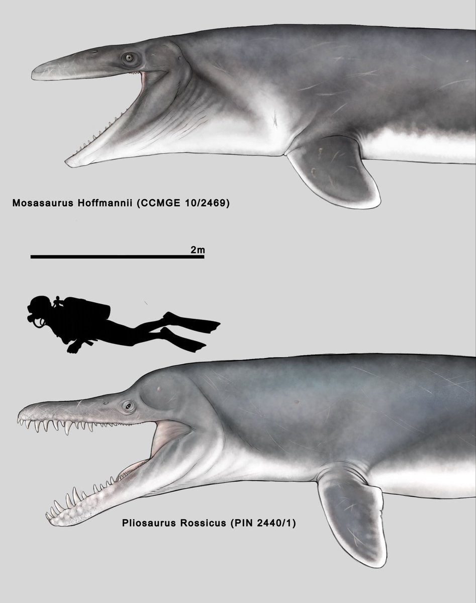 Sanek_Paleoloh's tweet photo. Mosasaurus hoffmannii and Pliosaurus rossicus paleoart #palaeontology #paleoart #illustration‌‌ https://t.co/NI7fkiCJPj