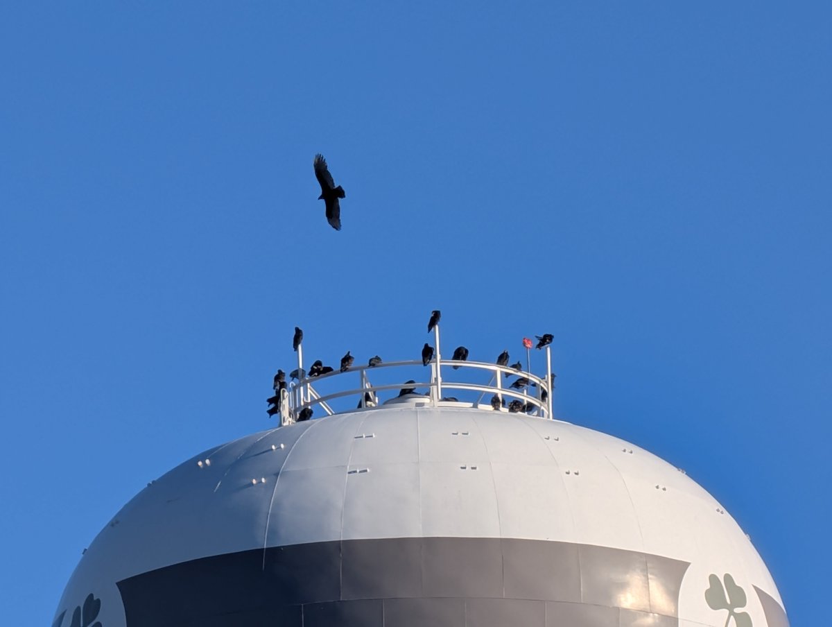 briesayswhat_'s tweet photo. The amount of vultures in Columbus is insane, no wonder they ended up in the lore https://t.co/iYIU7fGJAw