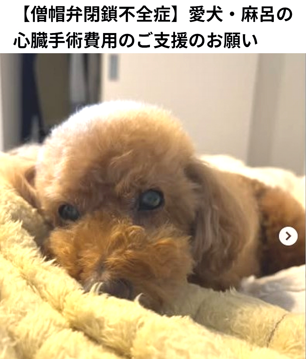 shu_ota2's tweet photo. 🆘#拡散希望🆘
麻呂 くん の 僧帽弁閉鎖不全症 の心臓手術費用のクラウドファンディングへの御協力お願いします🙇‍♂️
↓
https://t.co/Pfd5PyCIfO

残り4日で、達成率62%(残り69万7千円)と、厳しい状況です！
達成率が100%に達しないと支援金を受取る事が出来ません。

ご支援お願いします🙇‍♂️ https://t.co/cqkVFLOiCF