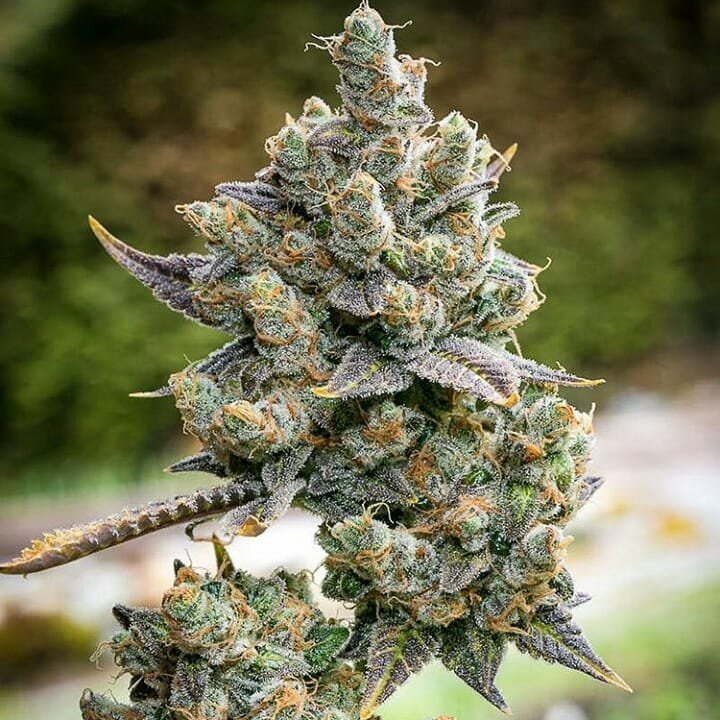 mtnfreshgenetic tweet picture
