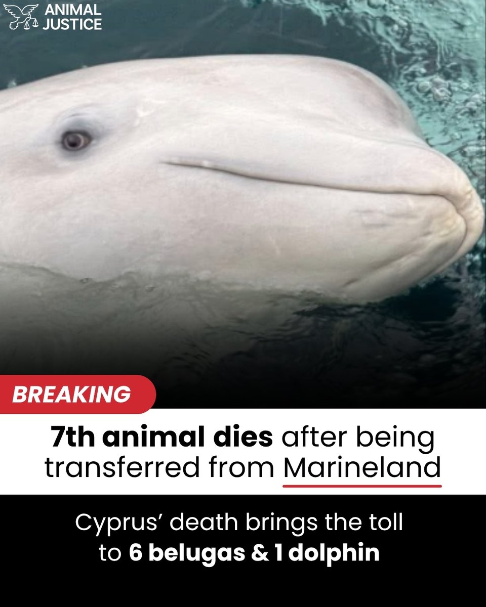 AnimalJustice's tweet photo. Marineland’s cetaceans spent their lives in captivity, victims of a cruel marine animal entertainment industry. Since the summer, 6 belugas & 1 dolphin died shortly after being shipped from Marineland to aquariums in the US & Spain. Their stories deserve to be told 🐋💔 Act now ➡️ https://t.co/jU0I0YUsA6