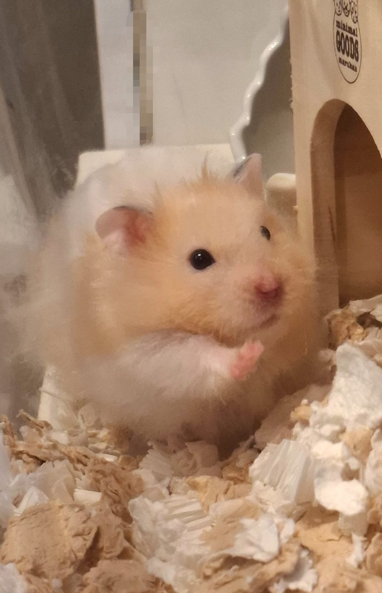 0igmSpSmAPCJdkK's tweet photo. 🐹<ヨッ
おはよう、今朝もビジュイイじゃんーー https://t.co/yK1kf3PkSp