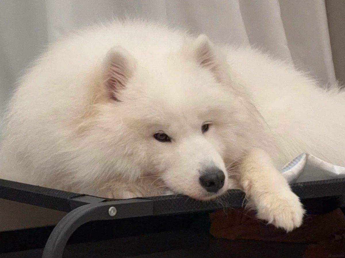 fdkngjf's tweet photo. Take a look, and you’ll understand that happiness in an ordinary life is actually quite simple: having heating, a comfortable bed, and a big, white “bear” that you can bury your face into and hug to your heart’s content https://t.co/USuuhi1jgJ