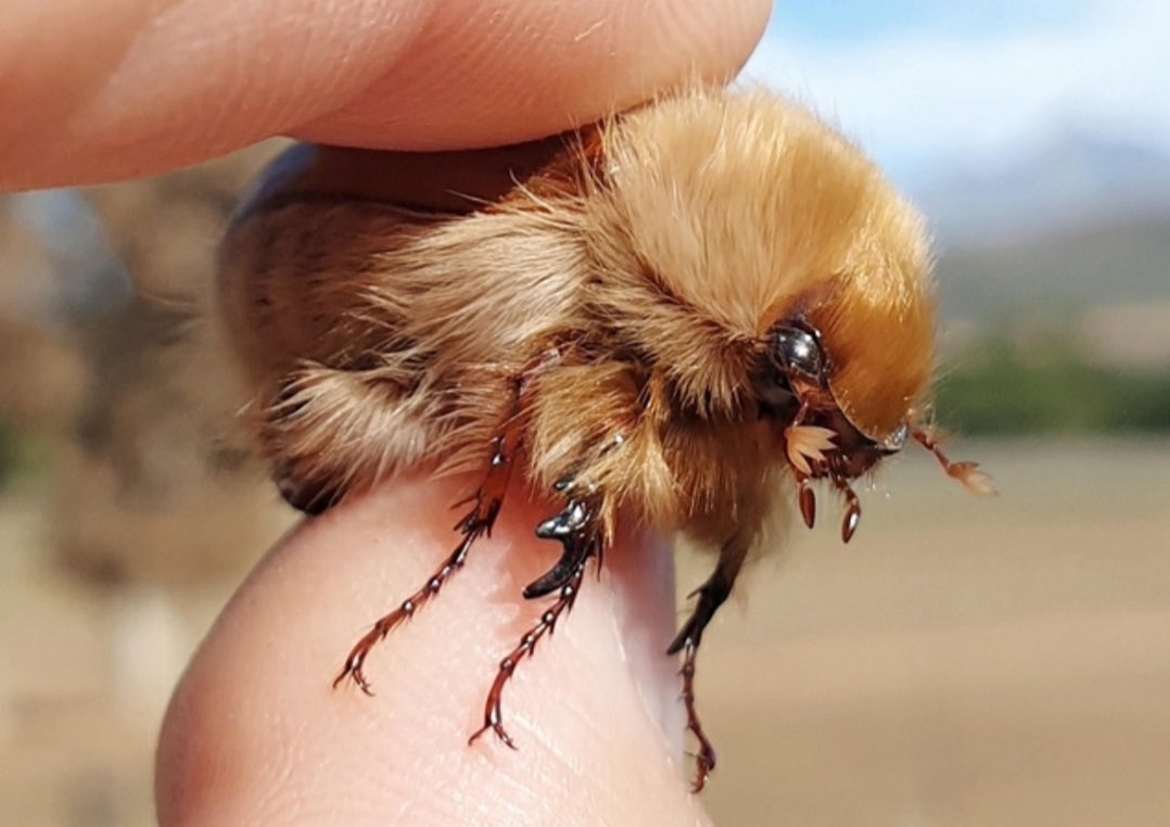 lo_saturna1ia's tweet photo. the wooly chafer beetle !!! https://t.co/EcYj3TsYMr