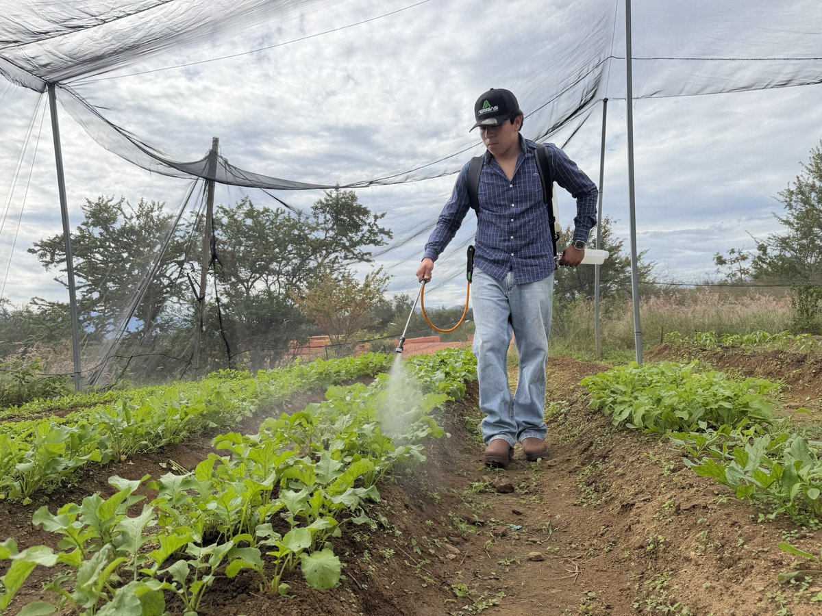 utvco's tweet photo. Estudiantes del grupo A 101 de Agricultura Sustentable y Protegida, realizan la fumigación de sus cultivos, con la aplicación de un extracto de ajo y cebolla para repeler plagas e insectos; así como, cuidar la producción de chiles, cilantro, acelgas y girasoles. 🌻 🌶️ https://t.co/hlwhnRfA2P