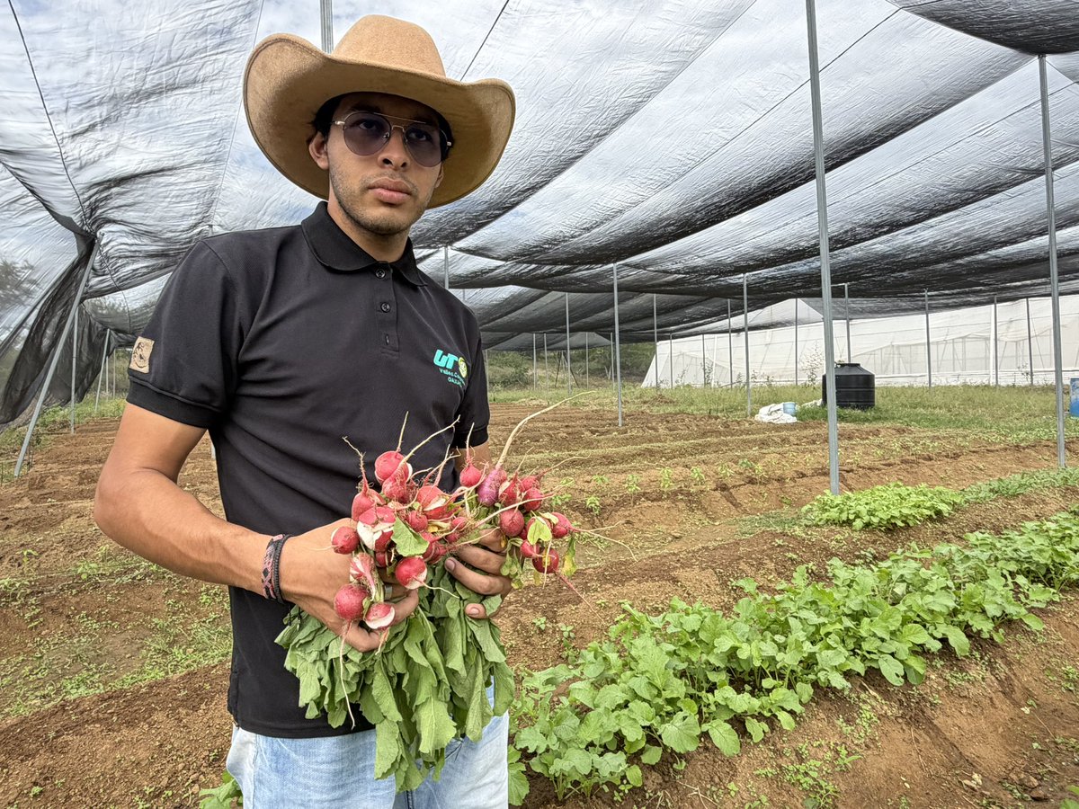 utvco's tweet photo. Estudiantes del grupo A 101 de Agricultura Sustentable y Protegida, realizan la fumigación de sus cultivos, con la aplicación de un extracto de ajo y cebolla para repeler plagas e insectos; así como, cuidar la producción de chiles, cilantro, acelgas y girasoles. 🌻 🌶️ https://t.co/hlwhnRfA2P