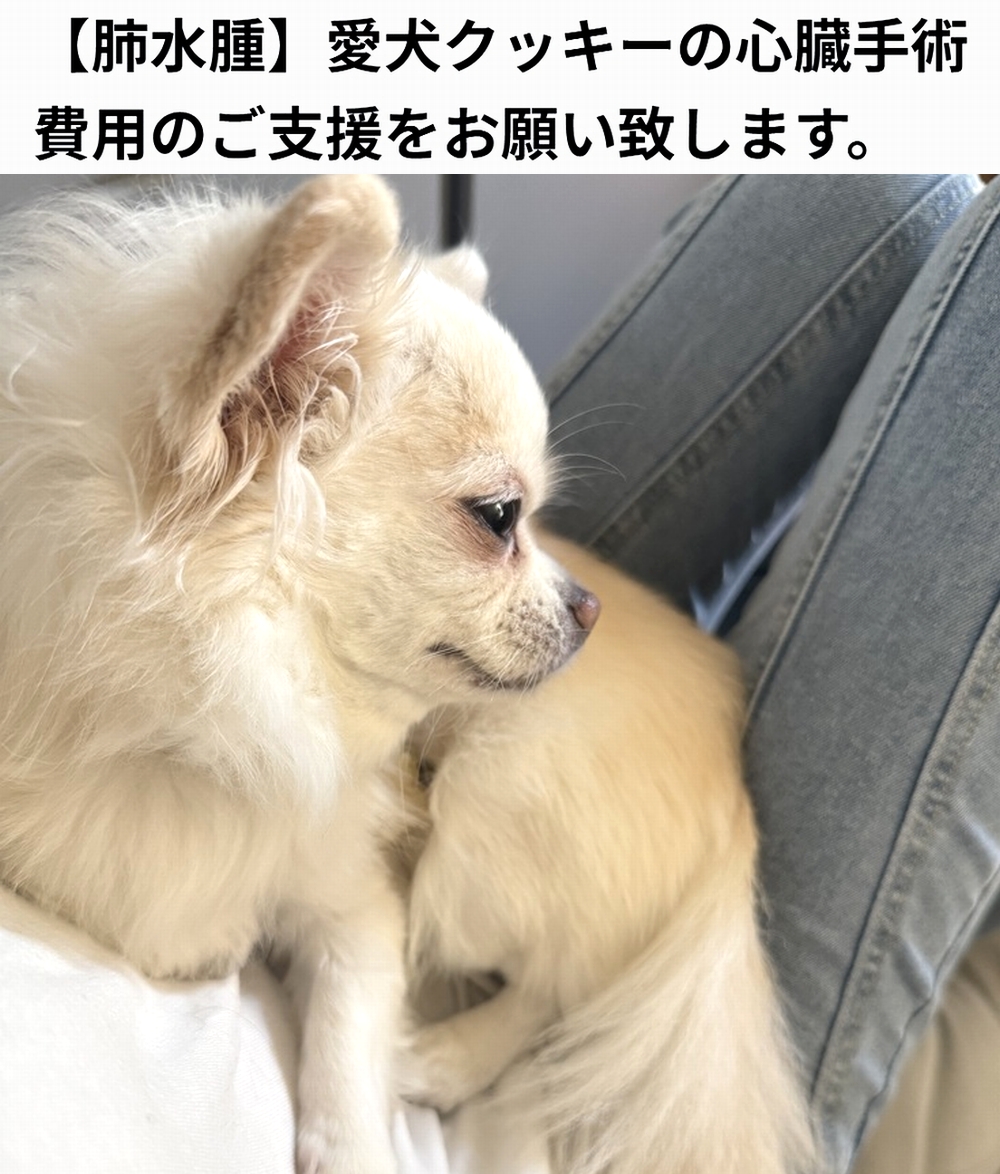 shu_ota2's tweet photo. 🆘#拡散希望🆘
クッキー ちゃん の 肺水腫 / 心臓手術費用 のクラウドファンディングへの御協力お願いします🙇‍♂️
↓
https://t.co/wKLwQ5PSt7

残り11日で、達成率17%(残り206万3千円)と、非常に厳しい状況です！
達成率が100%に達しないと支援金を受取る事が出来ません。

ご支援お願いします🙇‍♂️ https://t.co/5LpMl1iIKn
