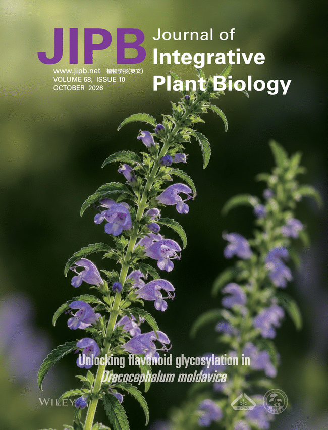 JIPBio's tweet photo. Featured on the cover of our October issue!
Xu et al. expand our understanding of #flavonoid glycosylation mechanisms in D. moldavica and provide promising enzymatic resources for the #biosynthesis of #bioactive #natural products.
https://t.co/5e4R3RsPqj @WileyLifeSci #JIPB https://t.co/zfMy71Gdwk