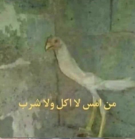 d91vq's tweet photo. المكافأه متى https://t.co/9pRotjwc48