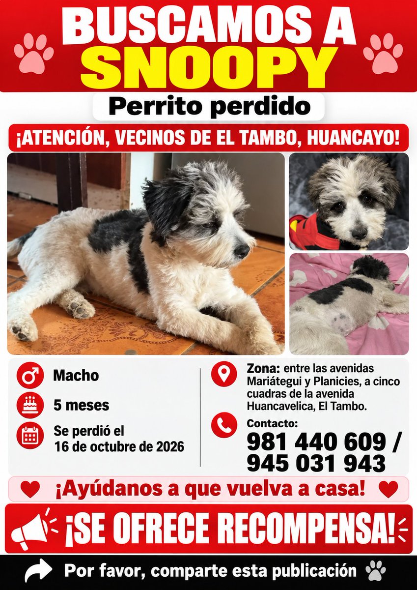 PawFindr's tweet photo. Se busca a Snoopy 😭🙏 Amigos de Tambo, Huancayo, ATENTOS 🚨🔊 COMPARTAN #PawFindr #mascotas #MascotasPerdidas #ayudaanimal https://t.co/BxuCD7EEXJ