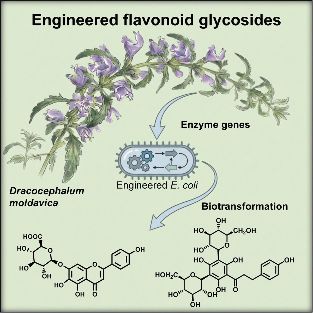 JIPBio's tweet photo. Featured on the cover of our October issue!
Xu et al. expand our understanding of #flavonoid glycosylation mechanisms in D. moldavica and provide promising enzymatic resources for the #biosynthesis of #bioactive #natural products.
https://t.co/5e4R3RsPqj @WileyLifeSci #JIPB https://t.co/zfMy71Gdwk