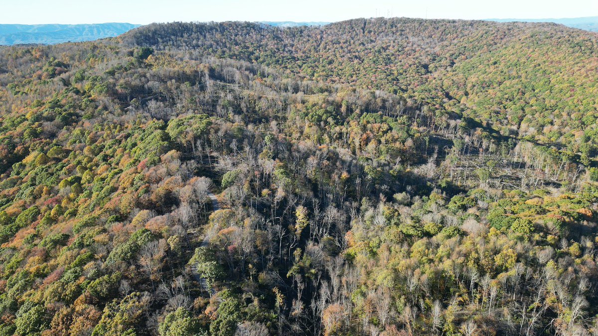 DrcrawfishWx's tweet photo. I’m years late but I took these today this is damage from hurricane Helene up on the Scott county side of high knob, miles worth of these downed tree swaths with root balls definitely intense winds came through 

@NWSMorristown @TrackerSacker @netnwx @coolkid_028 @ConnerBoyd_WX https://t.co/mcZlpUEQzi
