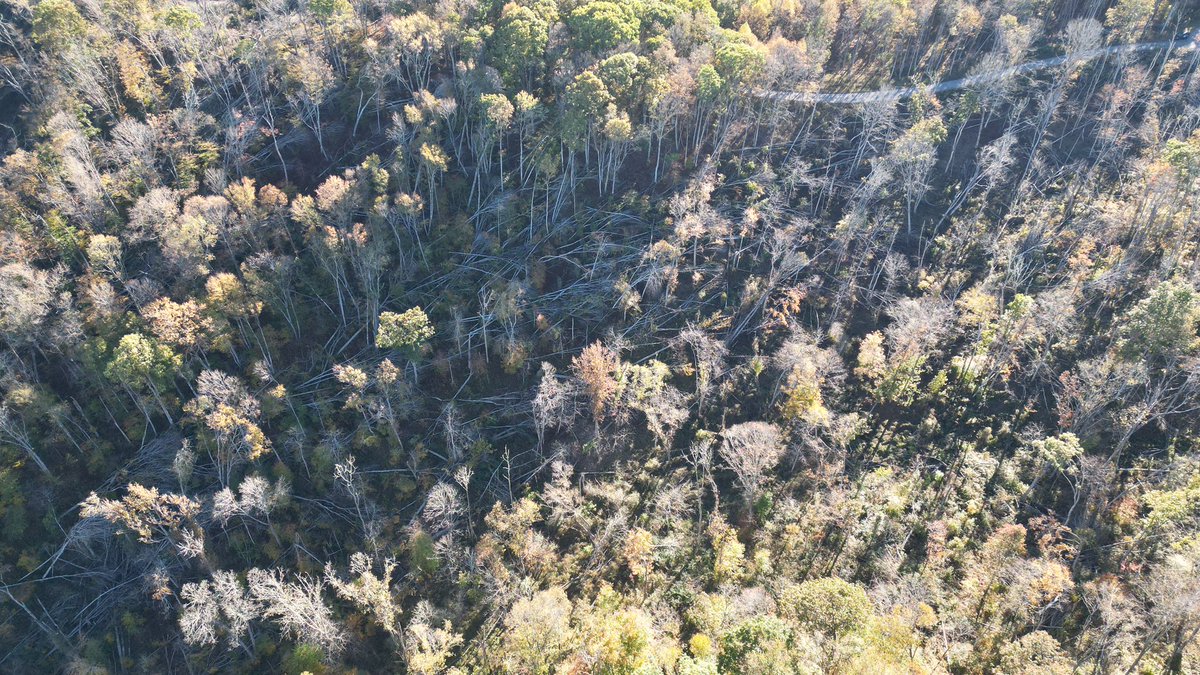 DrcrawfishWx's tweet photo. I’m years late but I took these today this is damage from hurricane Helene up on the Scott county side of high knob, miles worth of these downed tree swaths with root balls definitely intense winds came through 

@NWSMorristown @TrackerSacker @netnwx @coolkid_028 @ConnerBoyd_WX https://t.co/mcZlpUEQzi