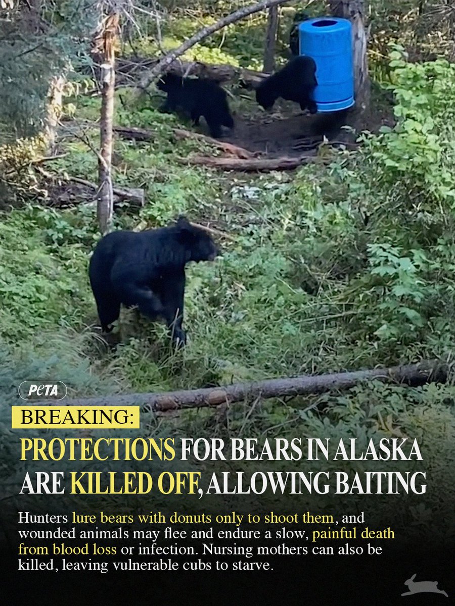 peta's tweet photo. Bear baiting is indefensible🐻💔 Bears deserve to live in peace! Speak out against baiting 👉 https://t.co/Uf1i5Ehfda https://t.co/pMULFtWYQR