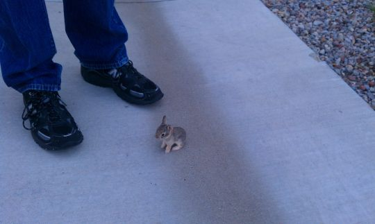 tgirlcuddles's tweet photo. hello, im a tiny bunny! i can only hop an inch, but i snuggle as warm as any other bunny! https://t.co/lxIZJ1i8Yx