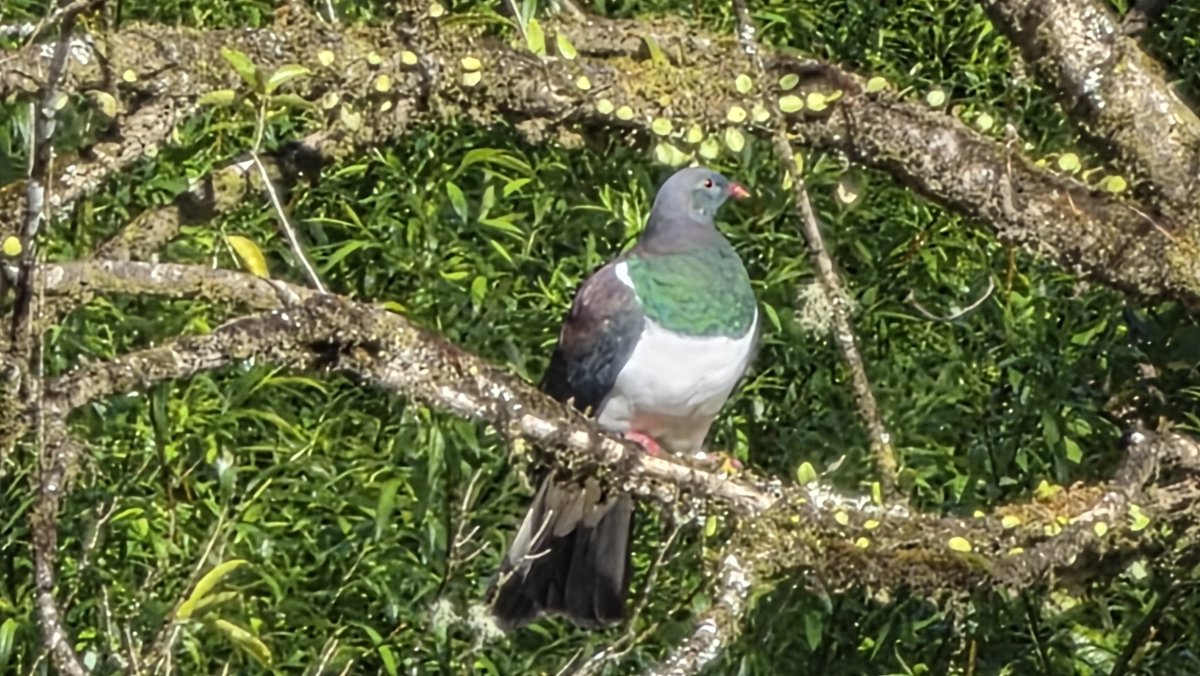 Parody_Pastures's tweet photo. One of the hardest habits to kick when the weathers this good. 

The remedy: Don't Start. 

Hardly a whitebait in sight this morning.

The dogs aren't worried one single bit and this wood pigeon doesn't gaf neither. https://t.co/mv038qTlnG