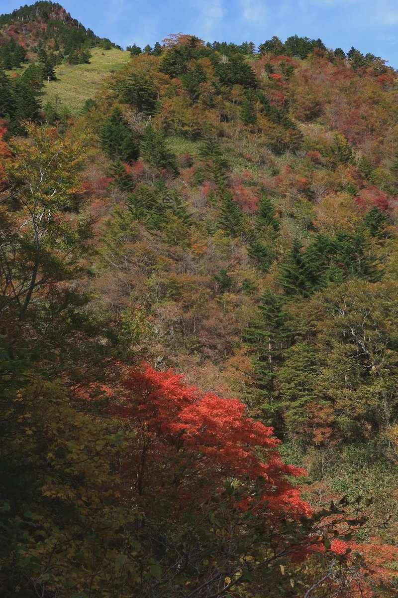 neko_wanderer's tweet photo. ⛰️ 10/19 石鎚山・面河ルート🍂

面河渓から石鎚山、天狗岳、南尖峰へ✨
しっかり歩いて、自然をたっぷり満喫した一日☺️💕
🥾 16.3km
⏰ 8時間54分
⛰️ 累積標高 1,545m https://t.co/C8xN3woVoz