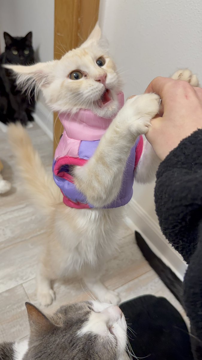 KatDestination's tweet photo. Baby Pumpkin in her jacket that will most definitely NOT fit this year lol https://t.co/SQkVxSRICG