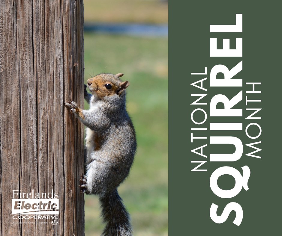 Firelands's tweet photo. While we can’t help but smile at those bushy tails, squirrels are troublemakers in the utility industry. In 2023, they were the third leading cause of power outages, with 7,196 incidents reported by the American Public Power Association! 🐿️⚡
#NationalSquirrelMonth https://t.co/7r7ggBXQV5