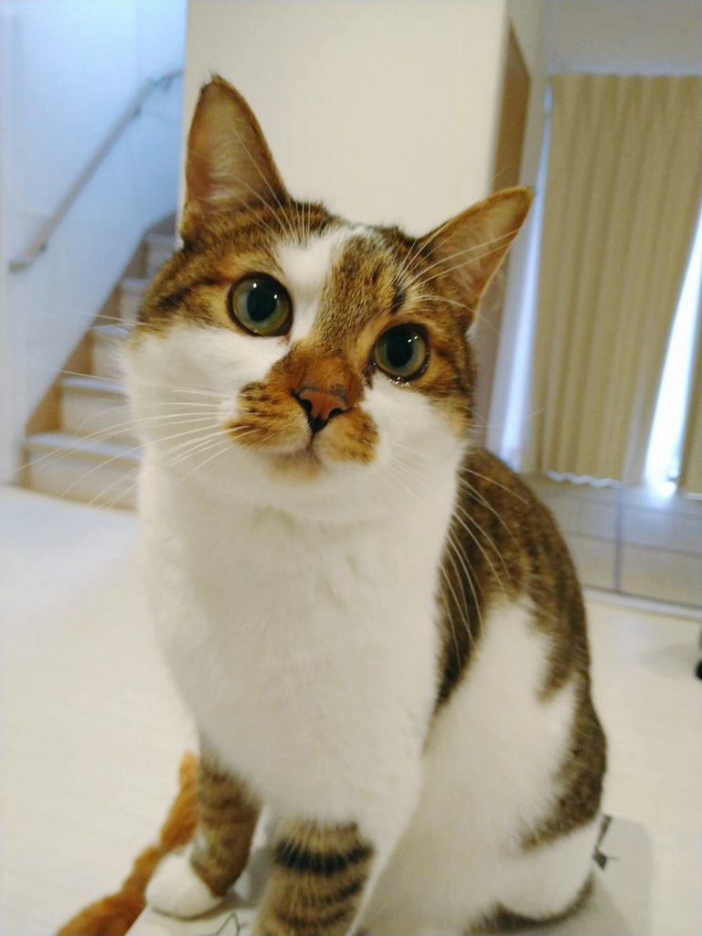chichinanko's tweet photo. 100％同感です。
毎日入浴して化粧して髪をセットして…やっと外出できる顔になる🤣なんならサプリメントも服用し、肌のメンテナンスもする。
なのに猫は何もしなくてもなぜそんなに可愛いのか❓やはり神が創りし最高傑作🐈️🐈‍⬛
我が家の美人ニャンコたち↓↓ https://t.co/PUAX1Fe8LE